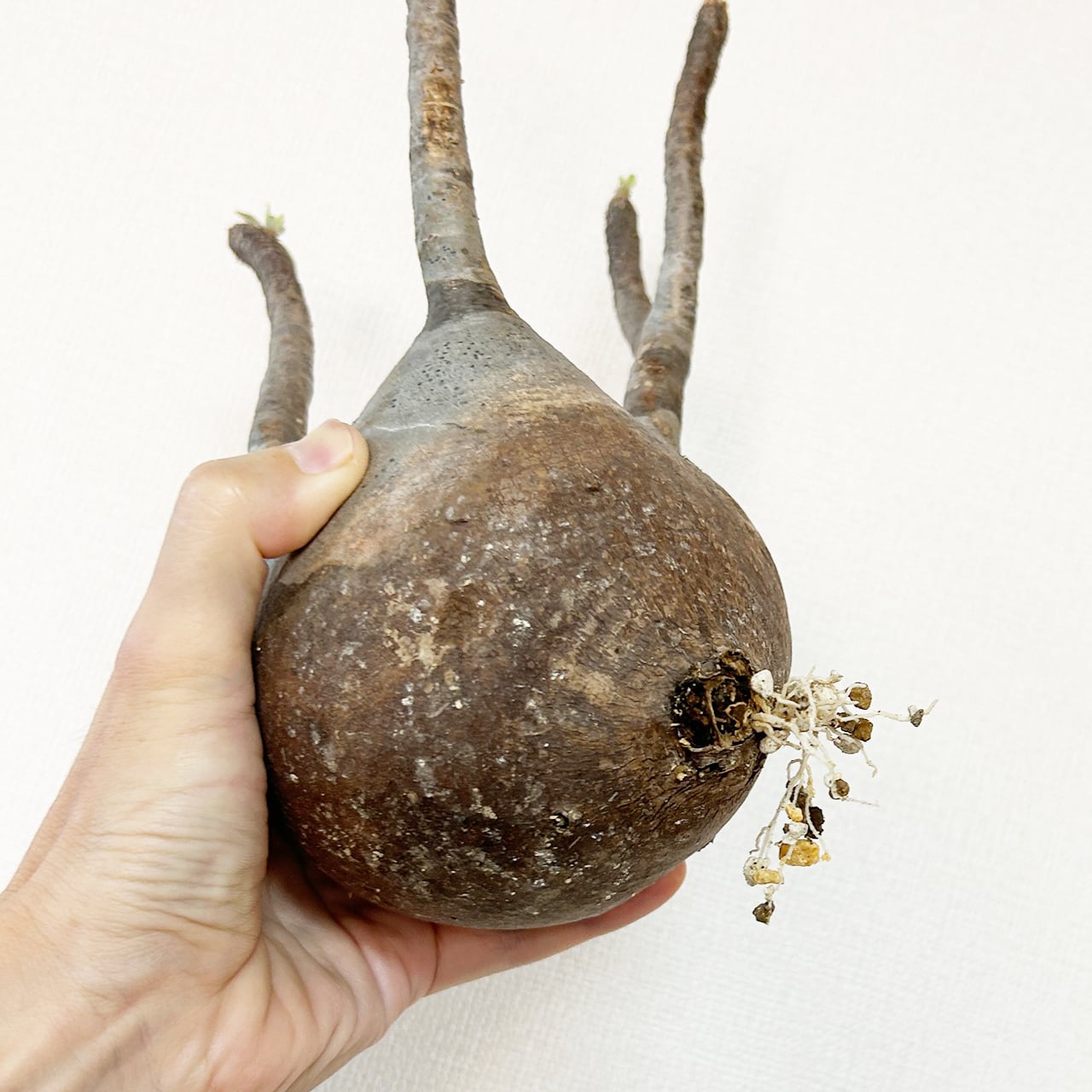 【現地球・発根済】胴回り39㎝！どっしり構えた低重心フォルム、でっぷり極太のグラキリス。無骨な手づくりモルタル鉢に仕立てた特選株／育て方がわかる管理シート付き