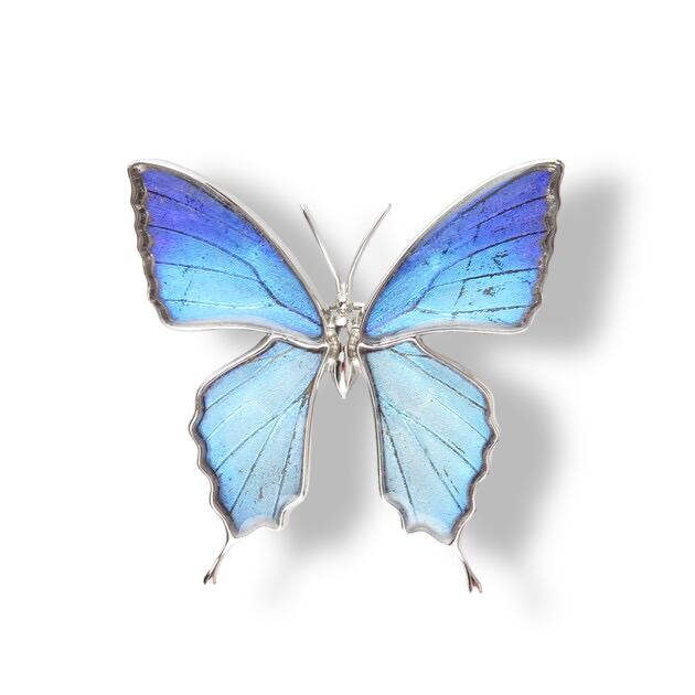 Psyche/現品] [zps025r-thamy][タミラスムラサキシジミ] 本物の蝶の翅
