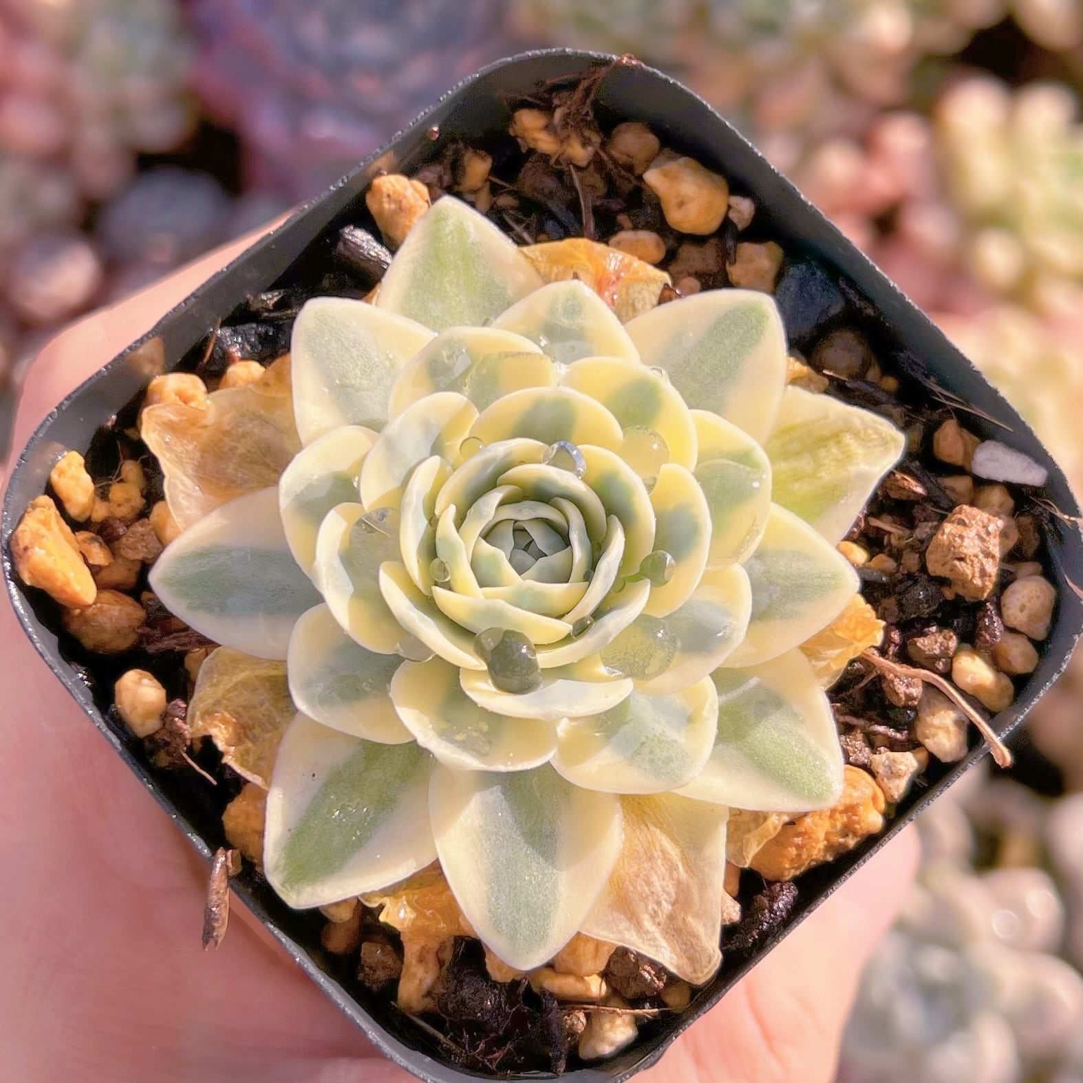 現品　富士錦#610   るる農園