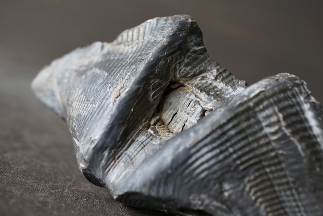 ベルギー産腕足類化石 Cyrtospirifer verneuili 1956