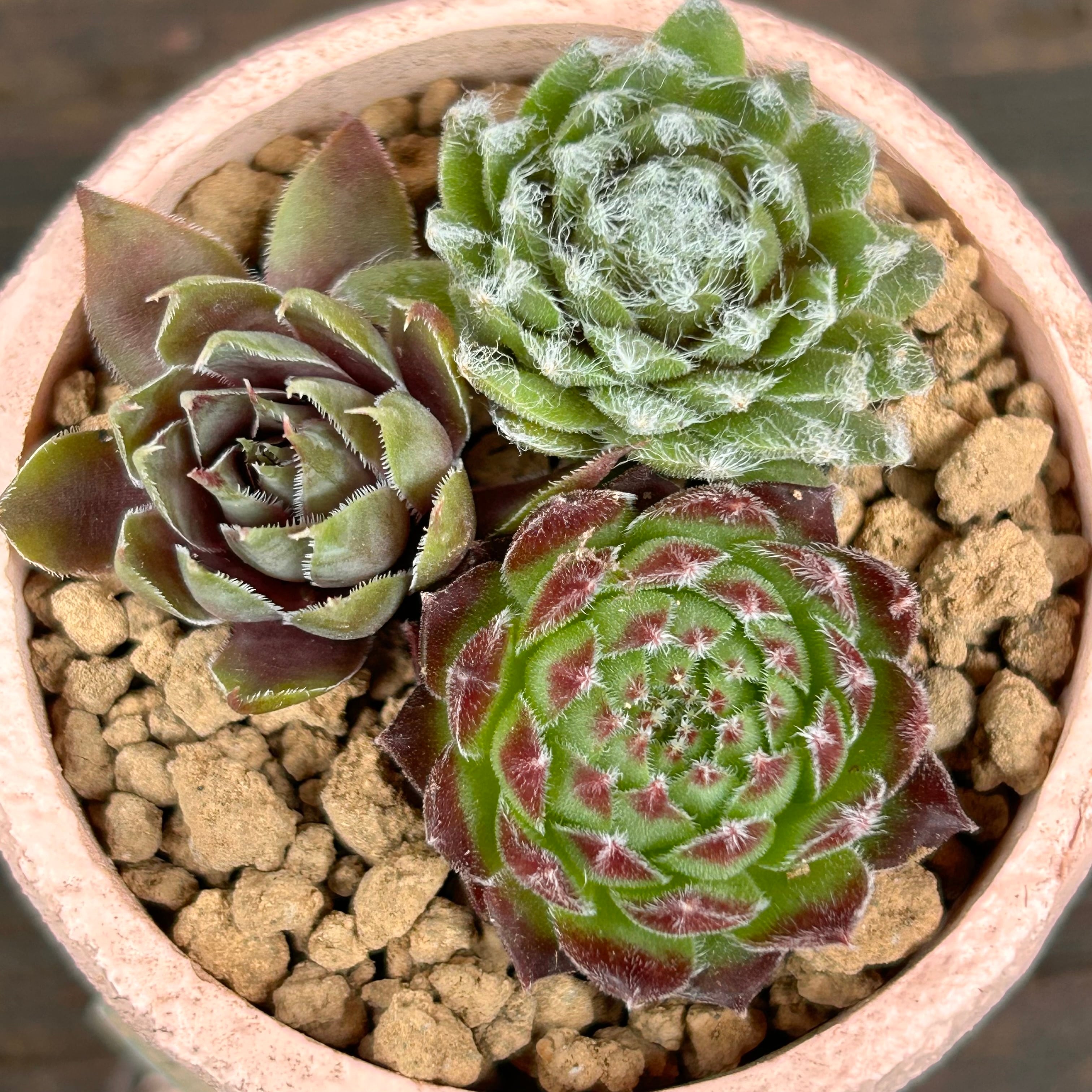T)センペル寄せ植え(鉢付き | RuPo 多肉植物専門店