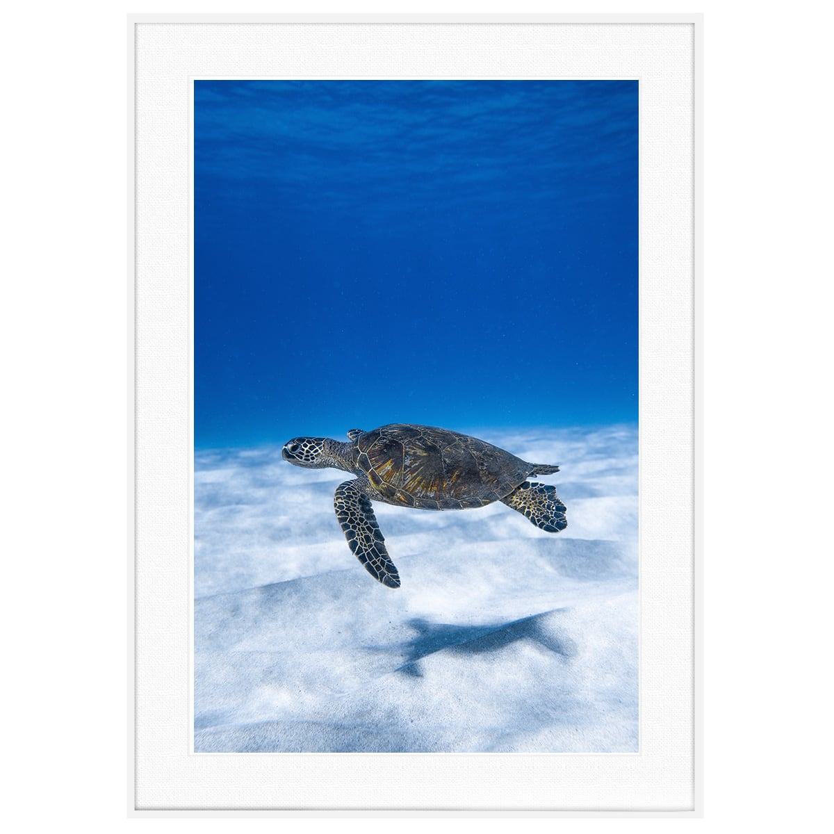 夏写真 ウミガメ インテリアアートポスター額装 AS0207