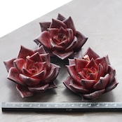 カット苗 ロメオルビン 小苗 Echeveria agavoides 'Romeo Rubin'