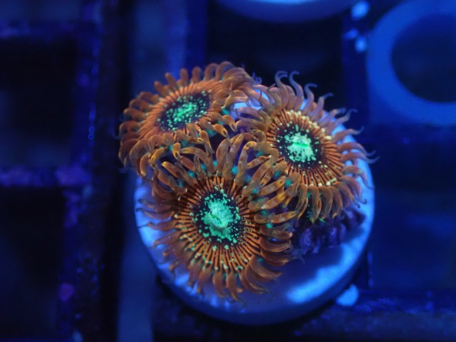 Zoanthus Majician FromMakassar 5