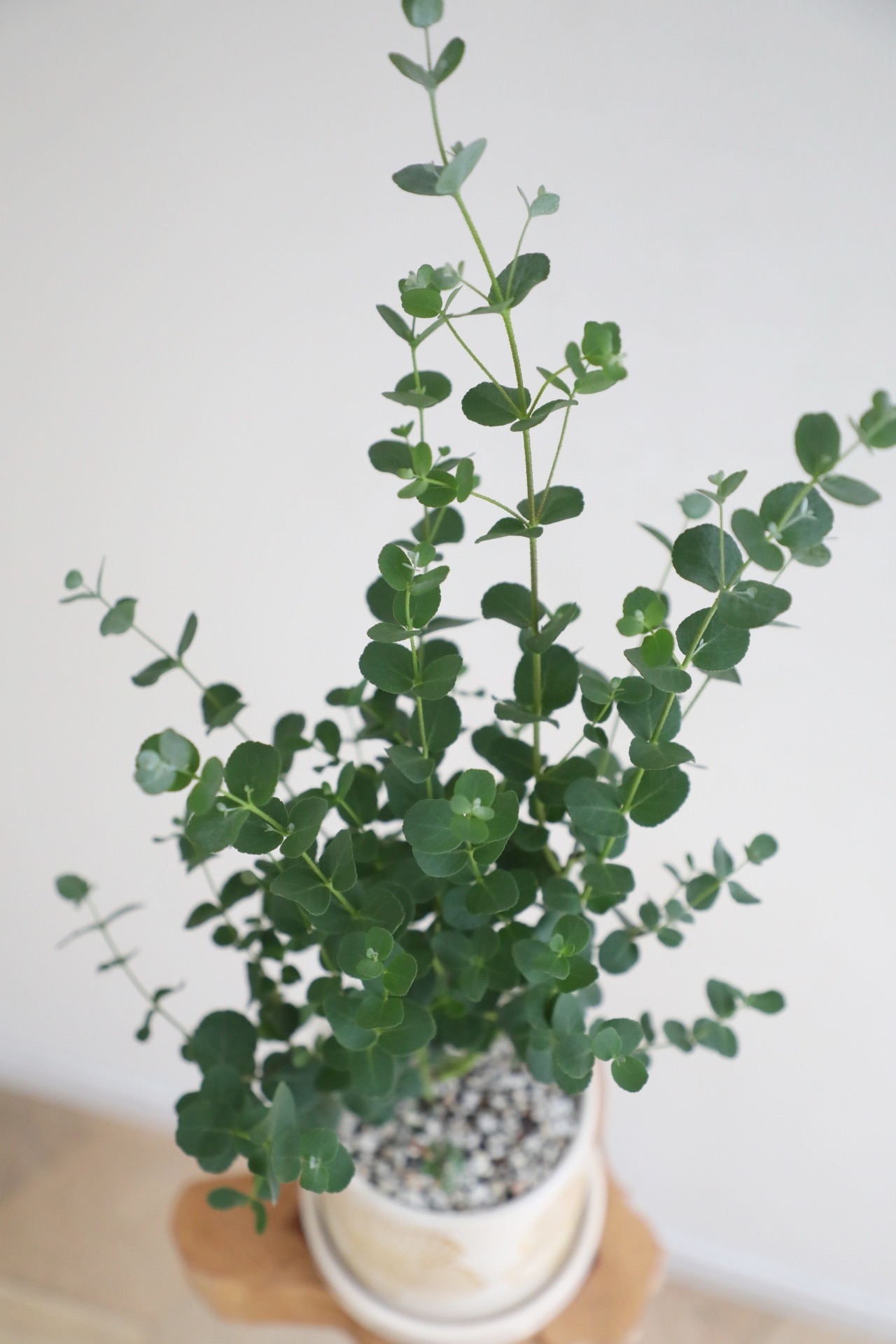 【S】ユーカリ シルバードロップ/Eucalyptus