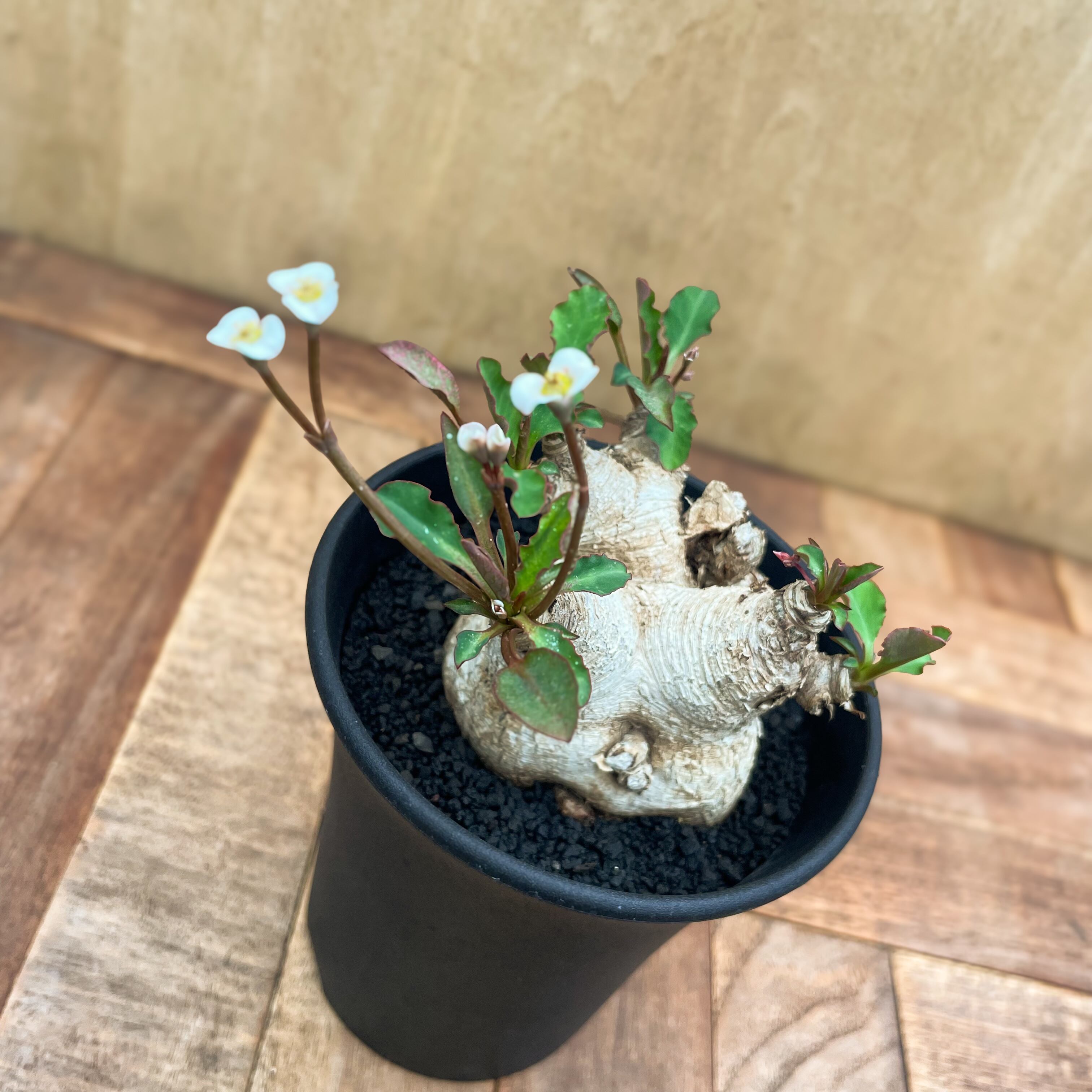 Euphorbia spannringii【ユーフォルビア・スパンリンギー(フィッシュ