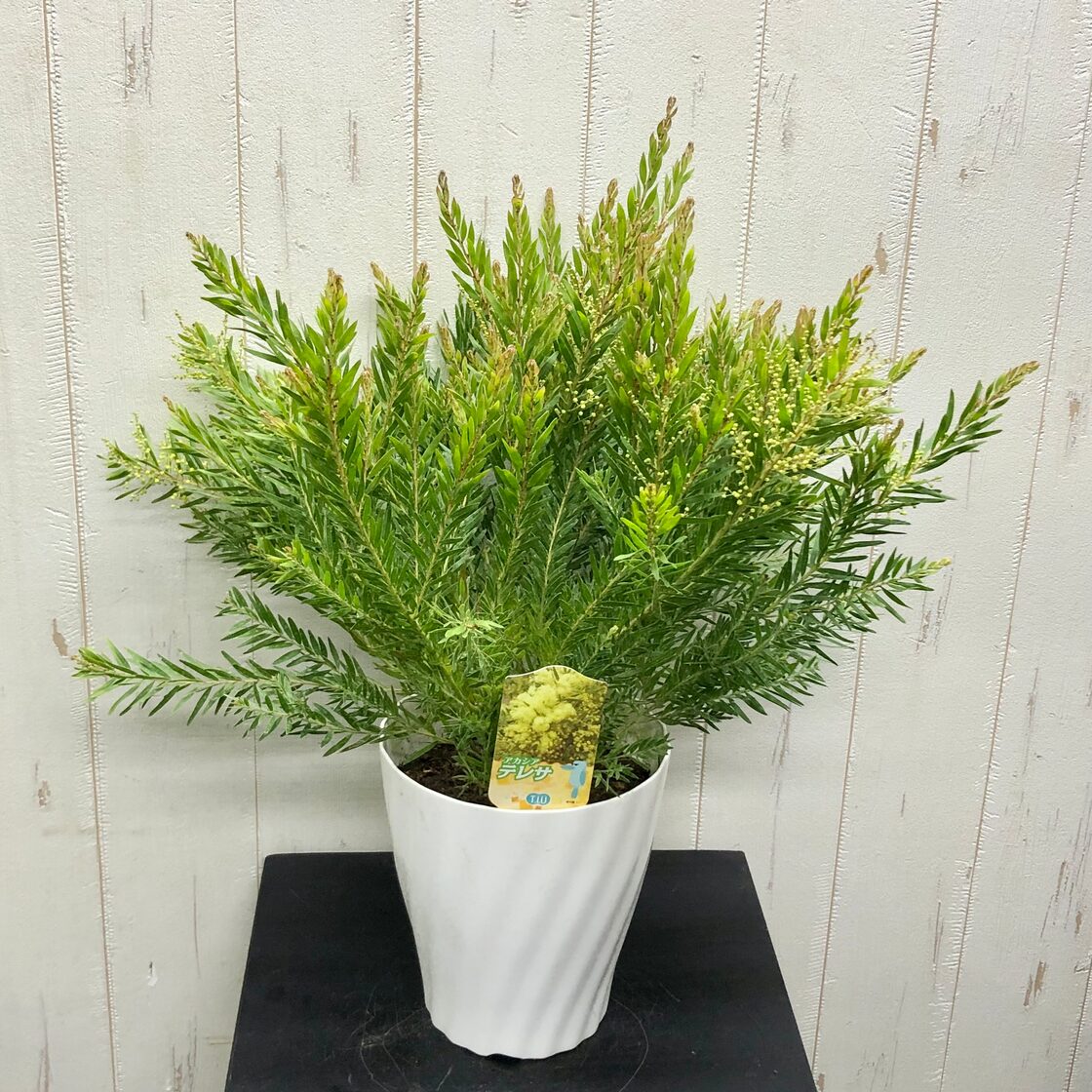人気品種 花芽付き 矮性 アカシア テレサ | Pay ID