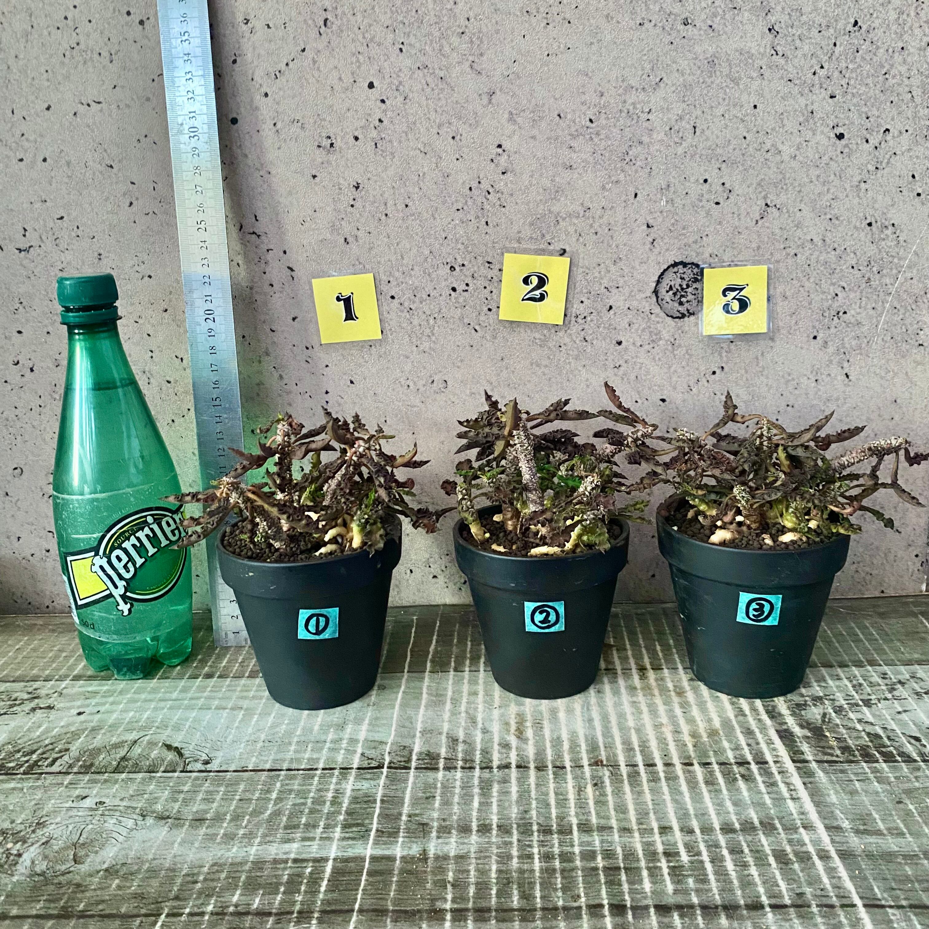 縮れ葉がユニーク！ユーフォルビア『デカリー』 | Planet Plants