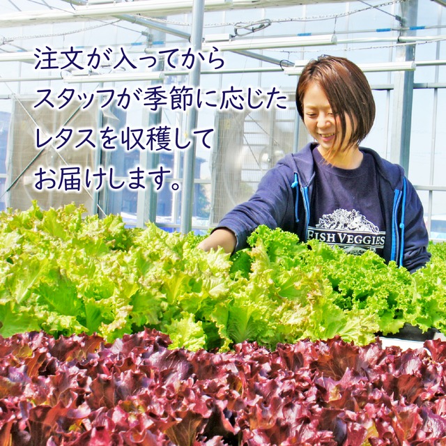 【北海道産ビーツ使用】ど発酵ビーツドレッシングとミックスレタスのセット