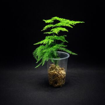 Deuterocohnia brevifolia ssp. chlorantha デウテロコニア ブレビ