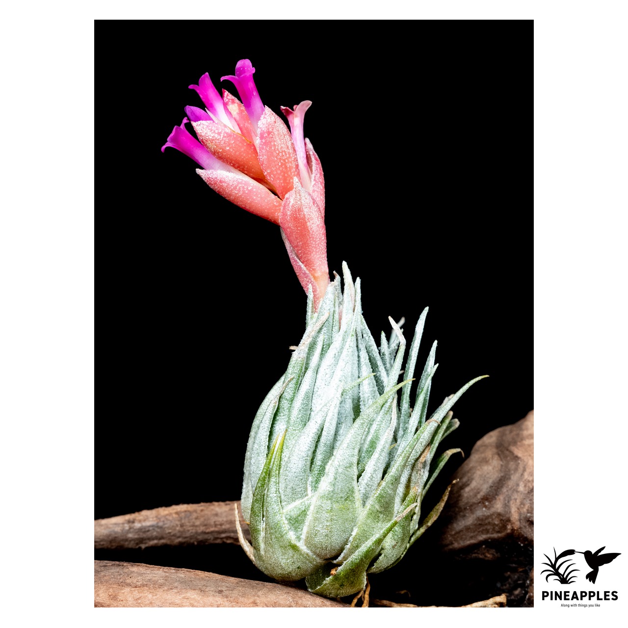 Tillandsia kautskyi (BRT/T114) - 2