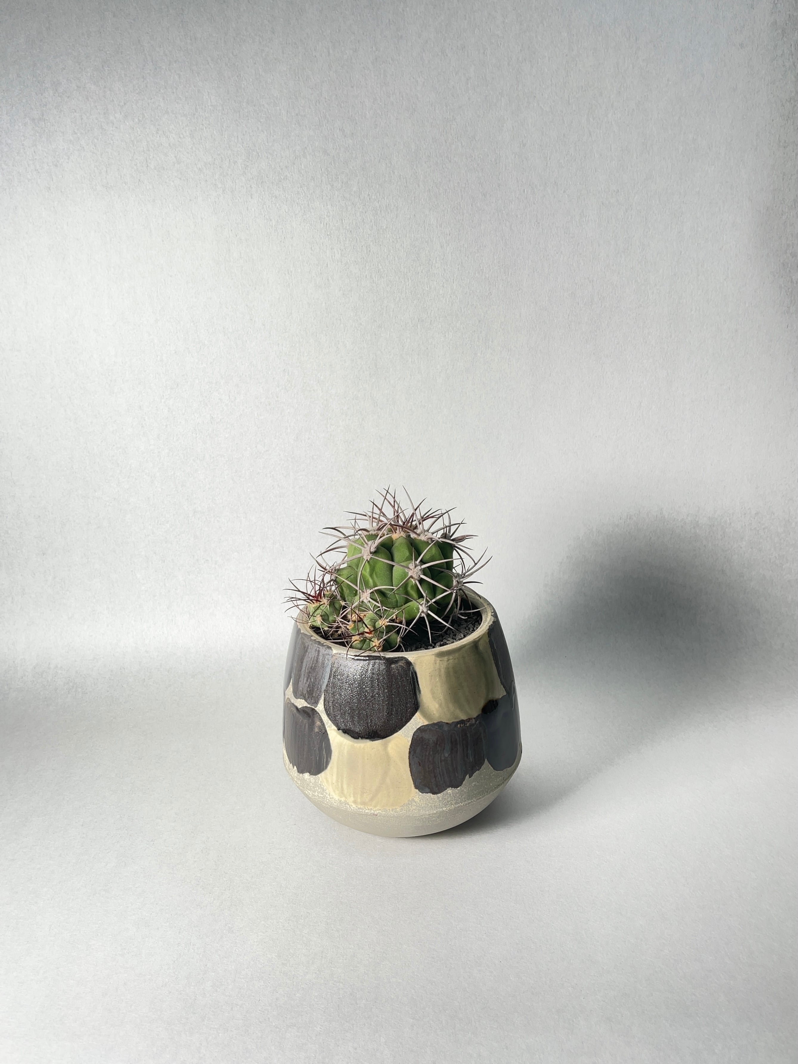 ギムノカリキウム・天賜玉 | trigger