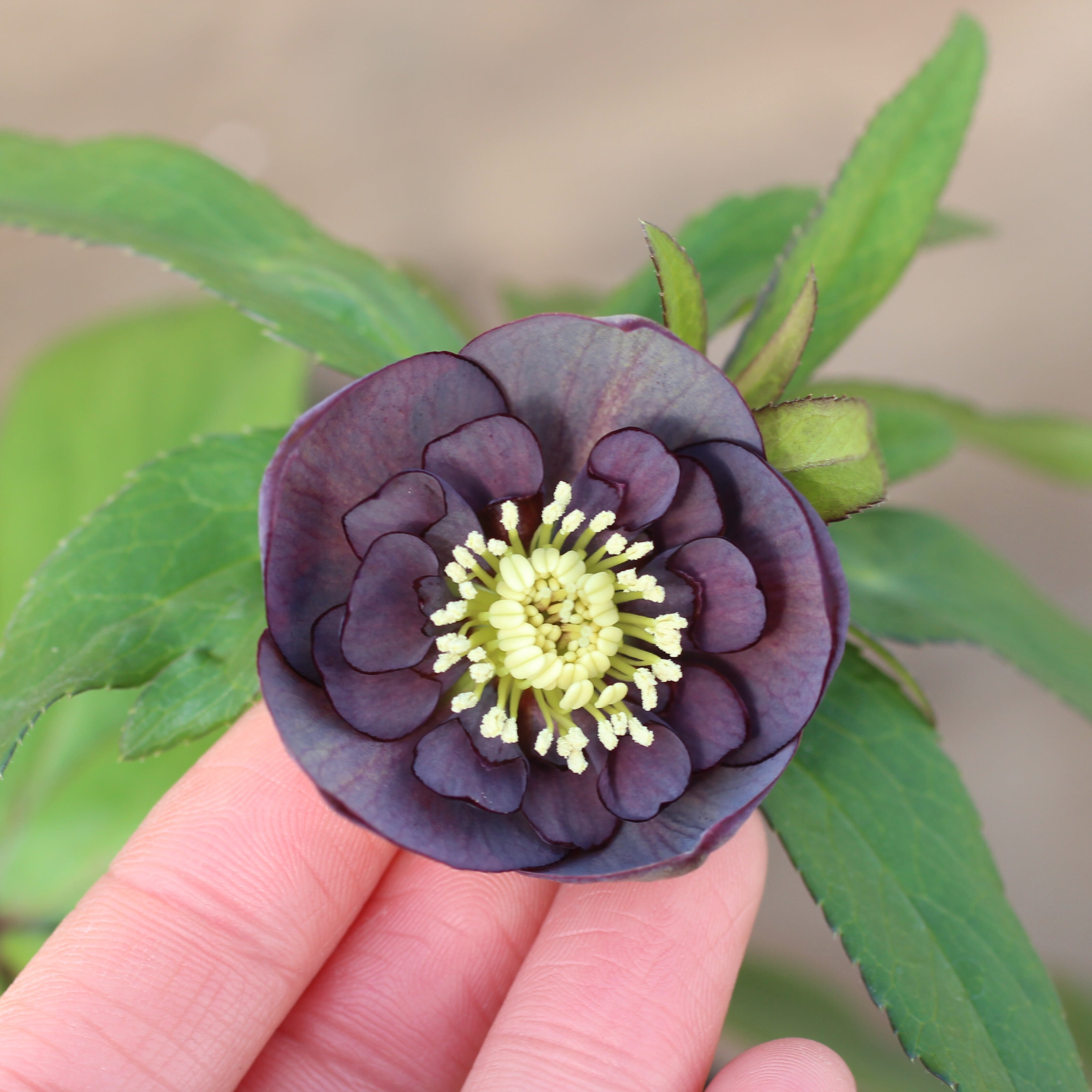 ウインターシンフォニー 小輪グリーンバイカラーDDクリスマスローズ