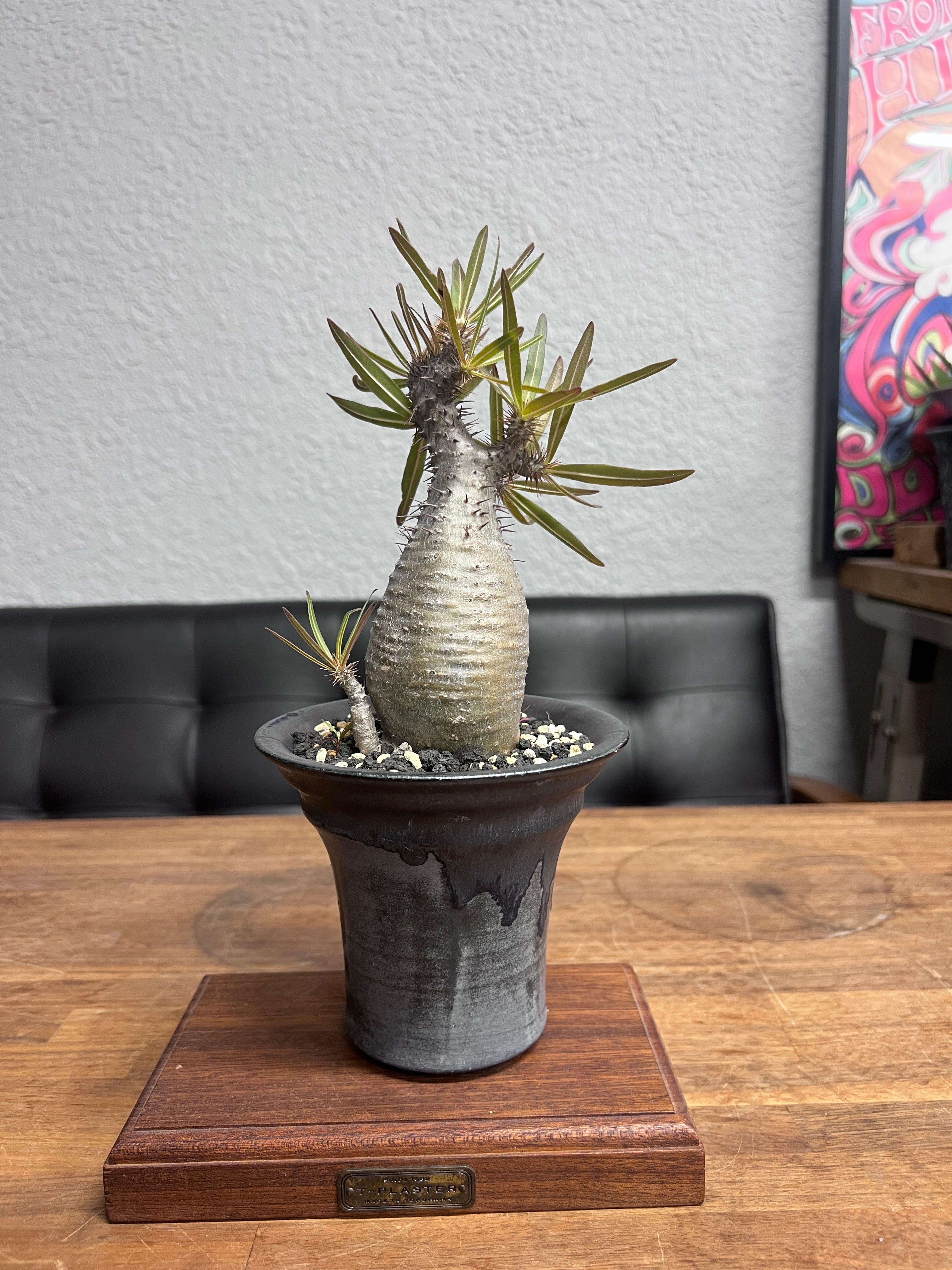 Pachypodium rosulatum var. gracilius Crest× 中川智治 | Knick Knack