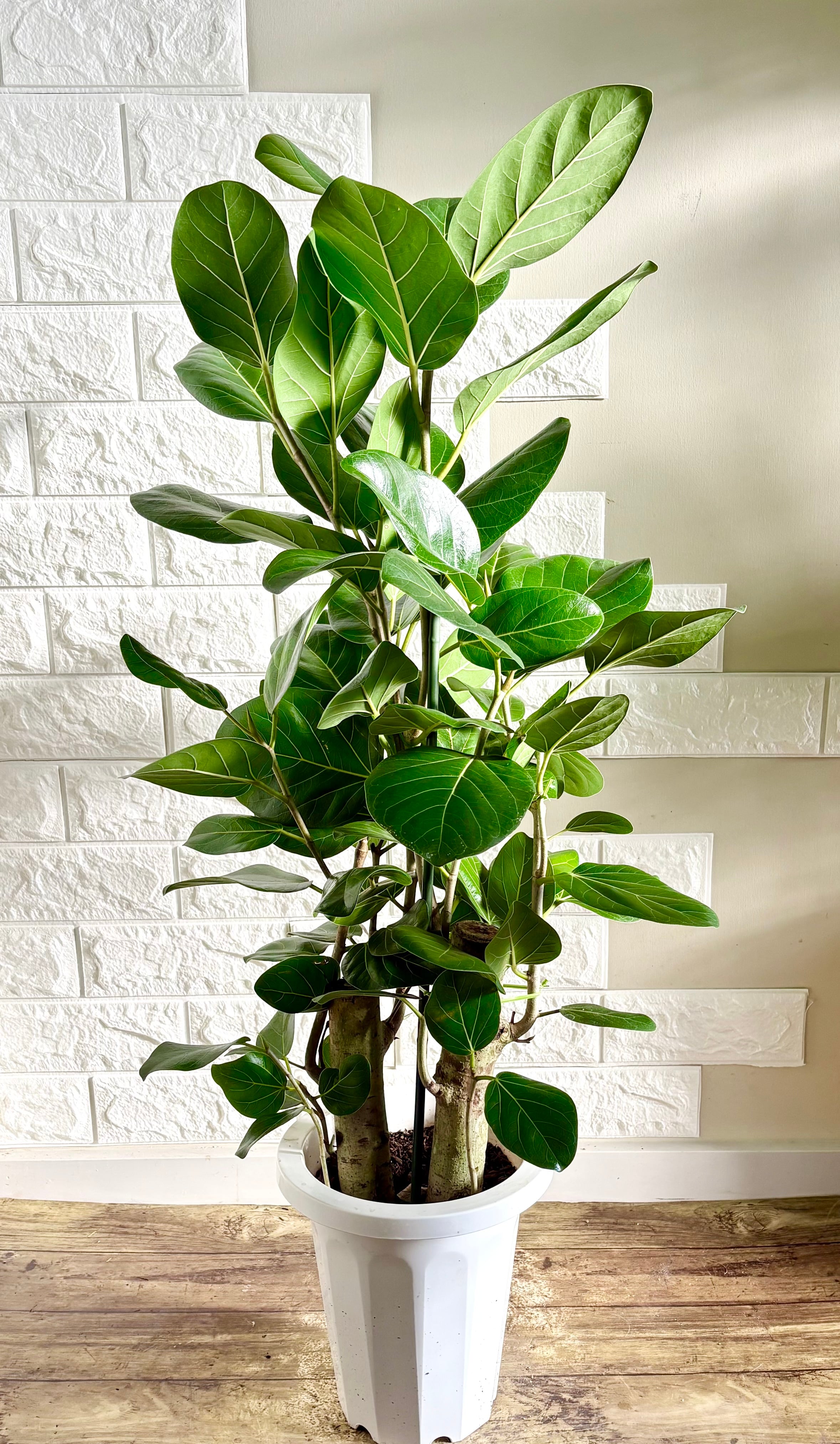 フィカスベンガレンシス⭐️太幹2本立ち⭐️観葉植物 | 観葉植物のお店