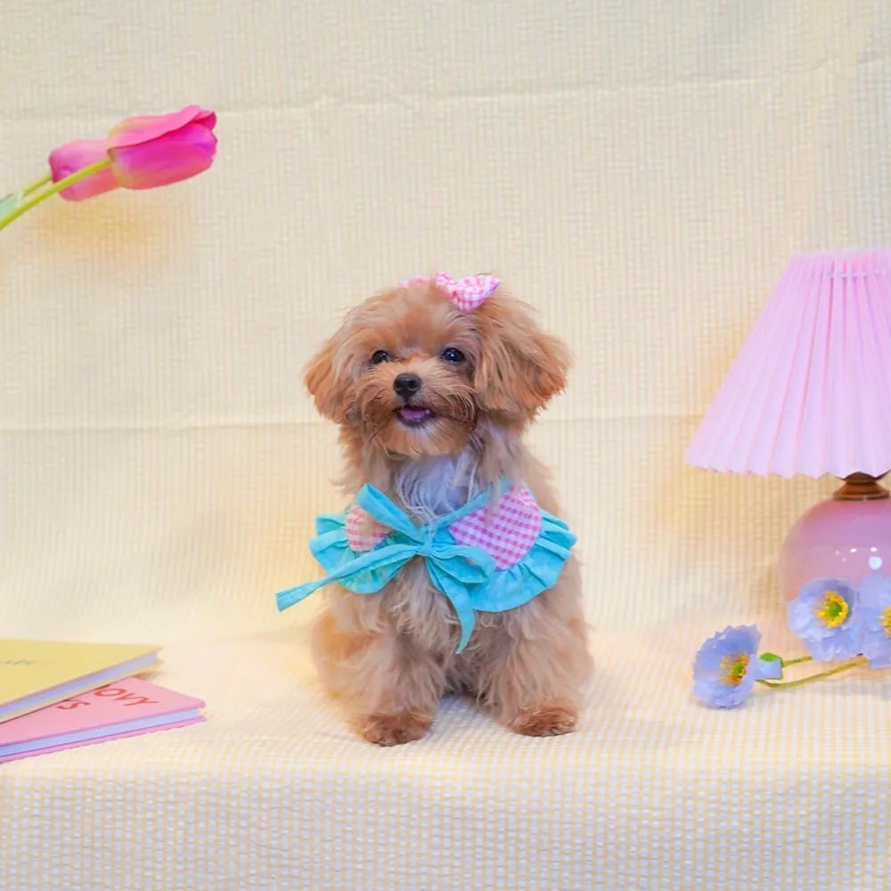 Sweetie Gingham – Pet Collar〈XS〉