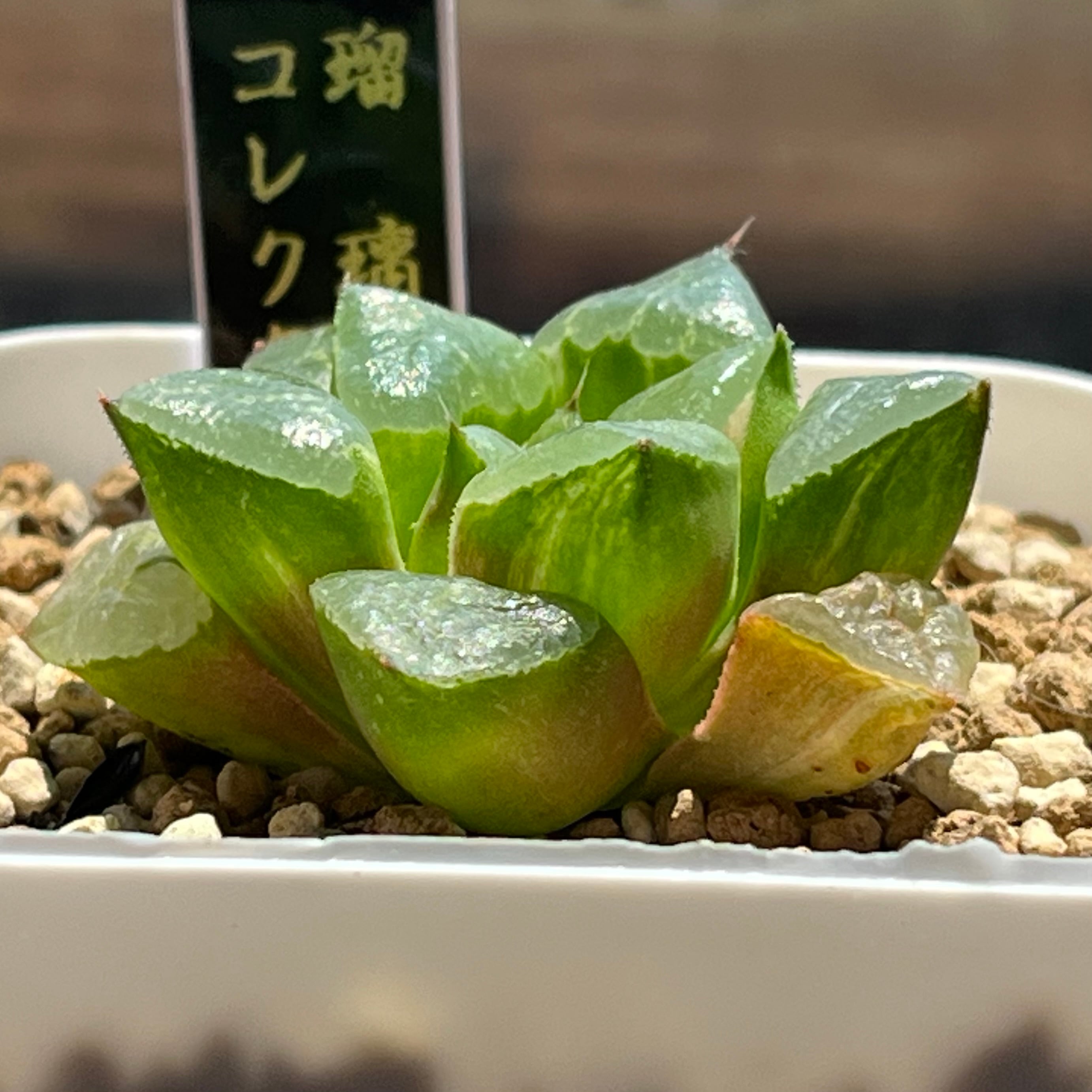 ハオルチア 瑠璃コレクタ錦 | mocono_plants