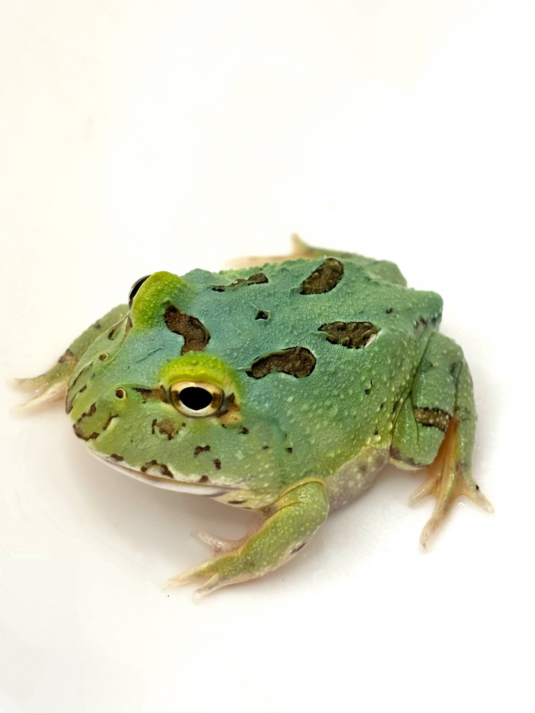 アフリカウシガエル② 1匹 | まるころ商店〜まるくてころころした