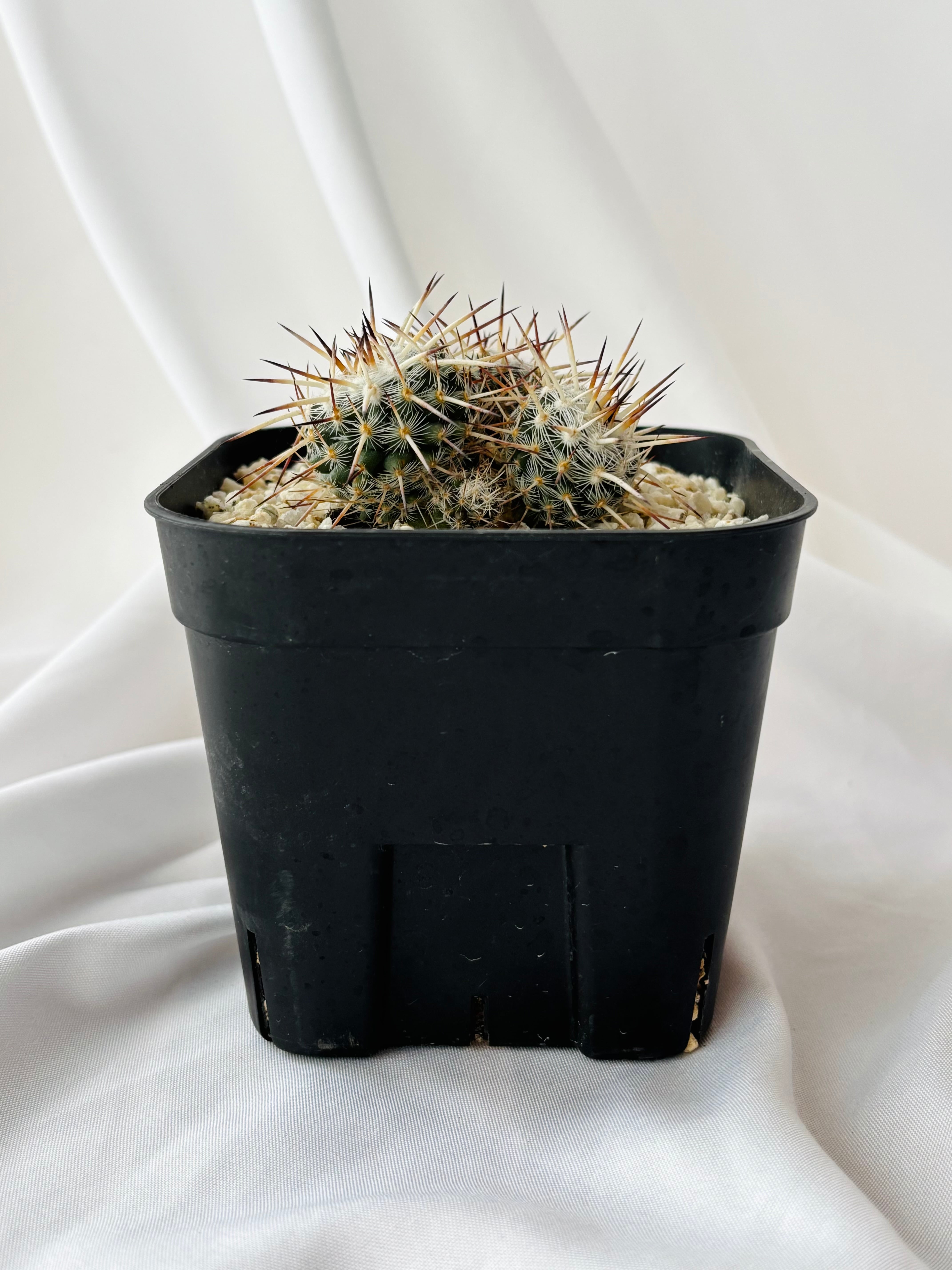 Mammillaria parkinsonii 'Azarashi' マミラリア アザラシ サボテン