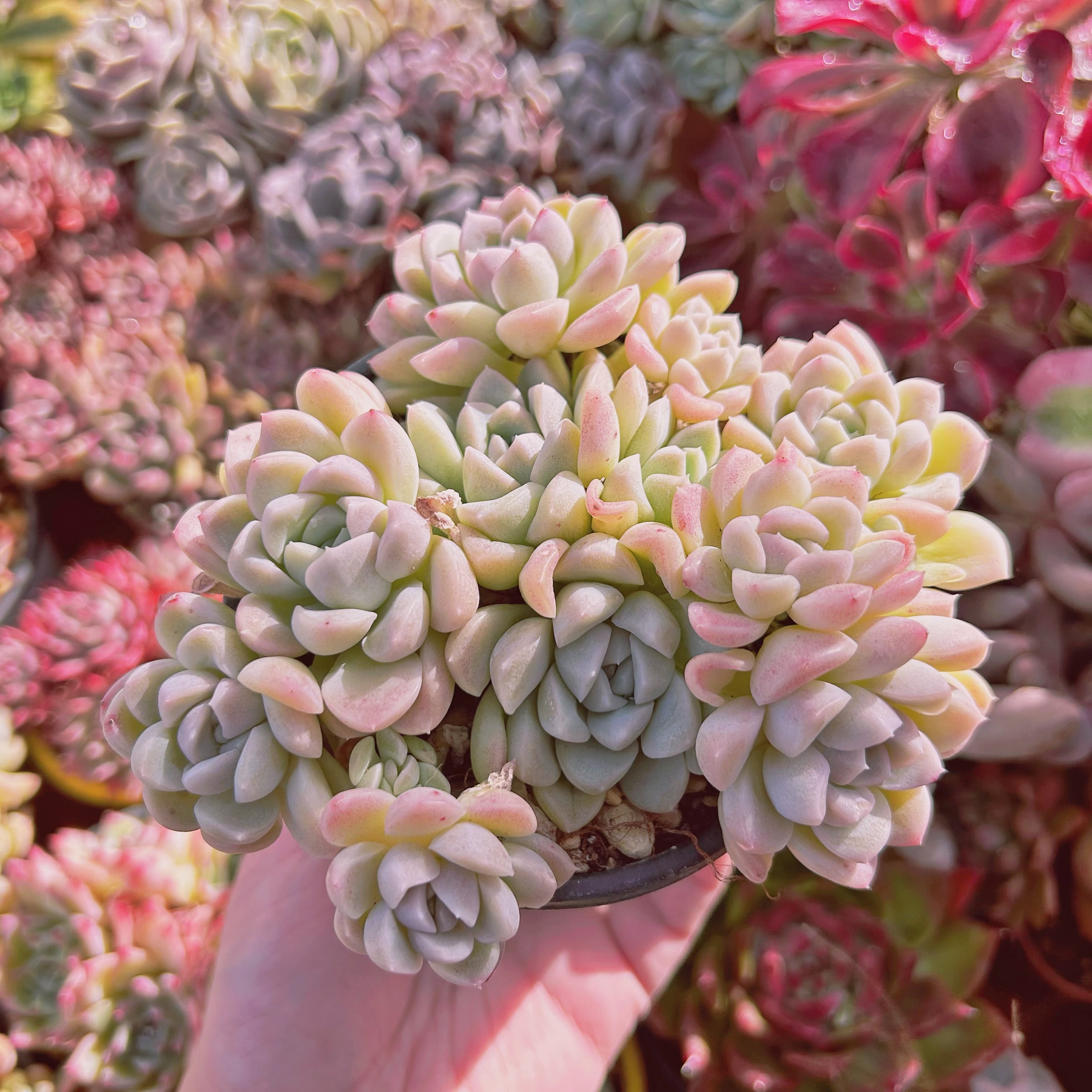 #290現物　多肉植物　クリーム美人　特大群生