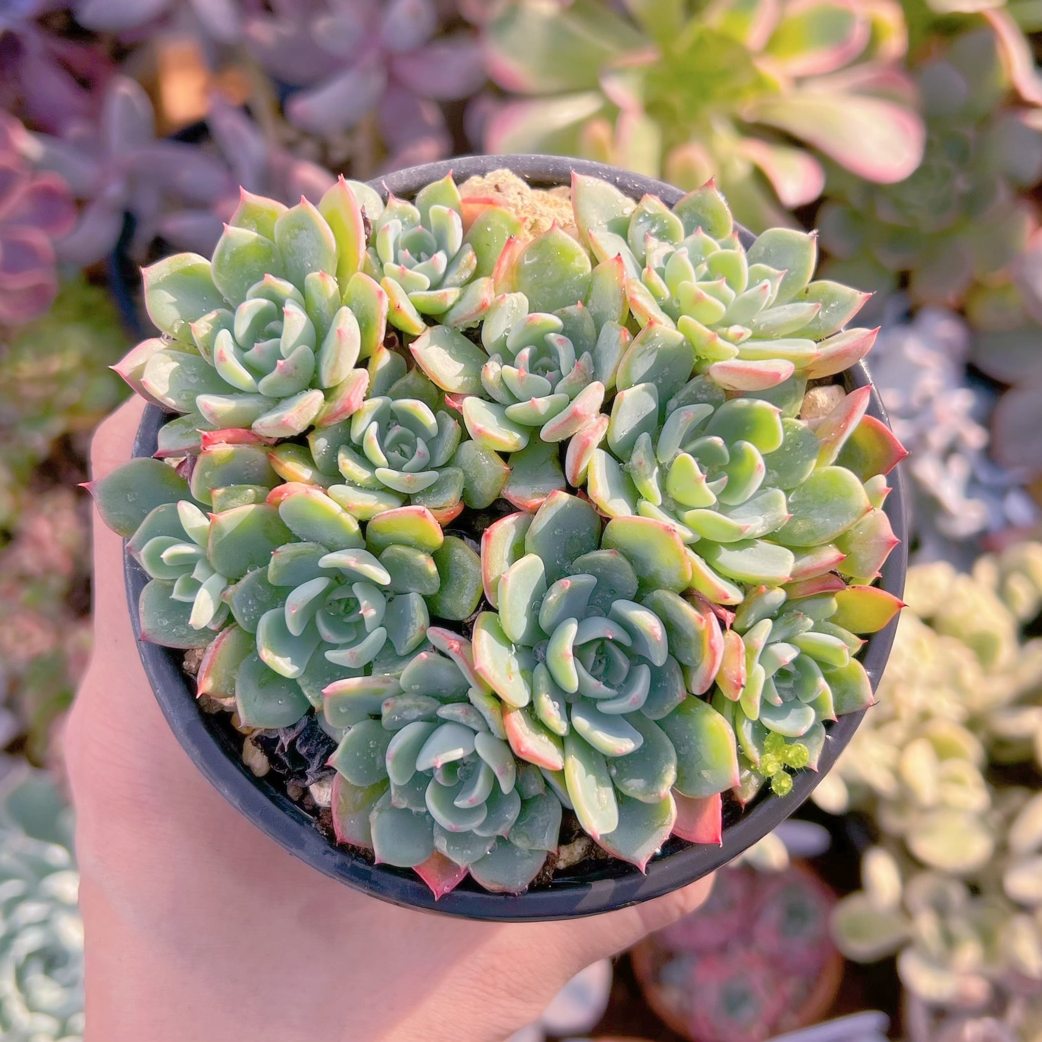 現品 七福美尼#737 古株 るる農園 | るる農園~多肉植物専門