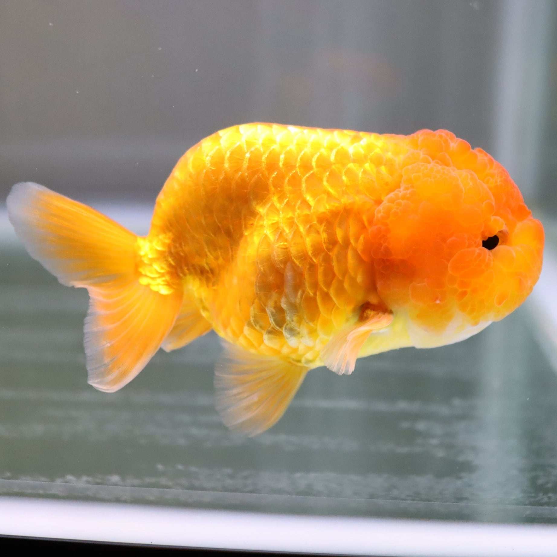 モンスター麒麟らんちゅう金魚