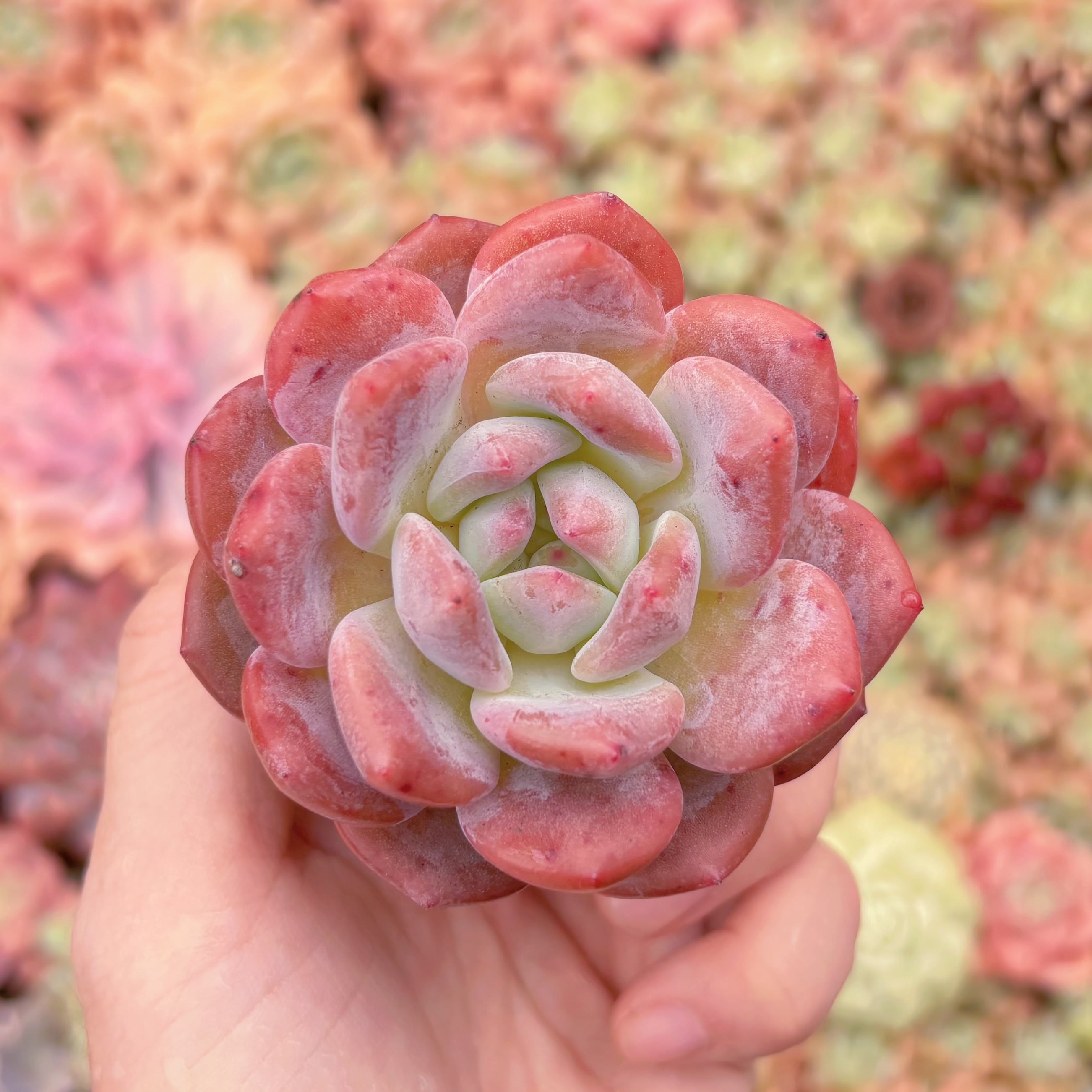 多肉植物　晨曦　新入荷　るる農園