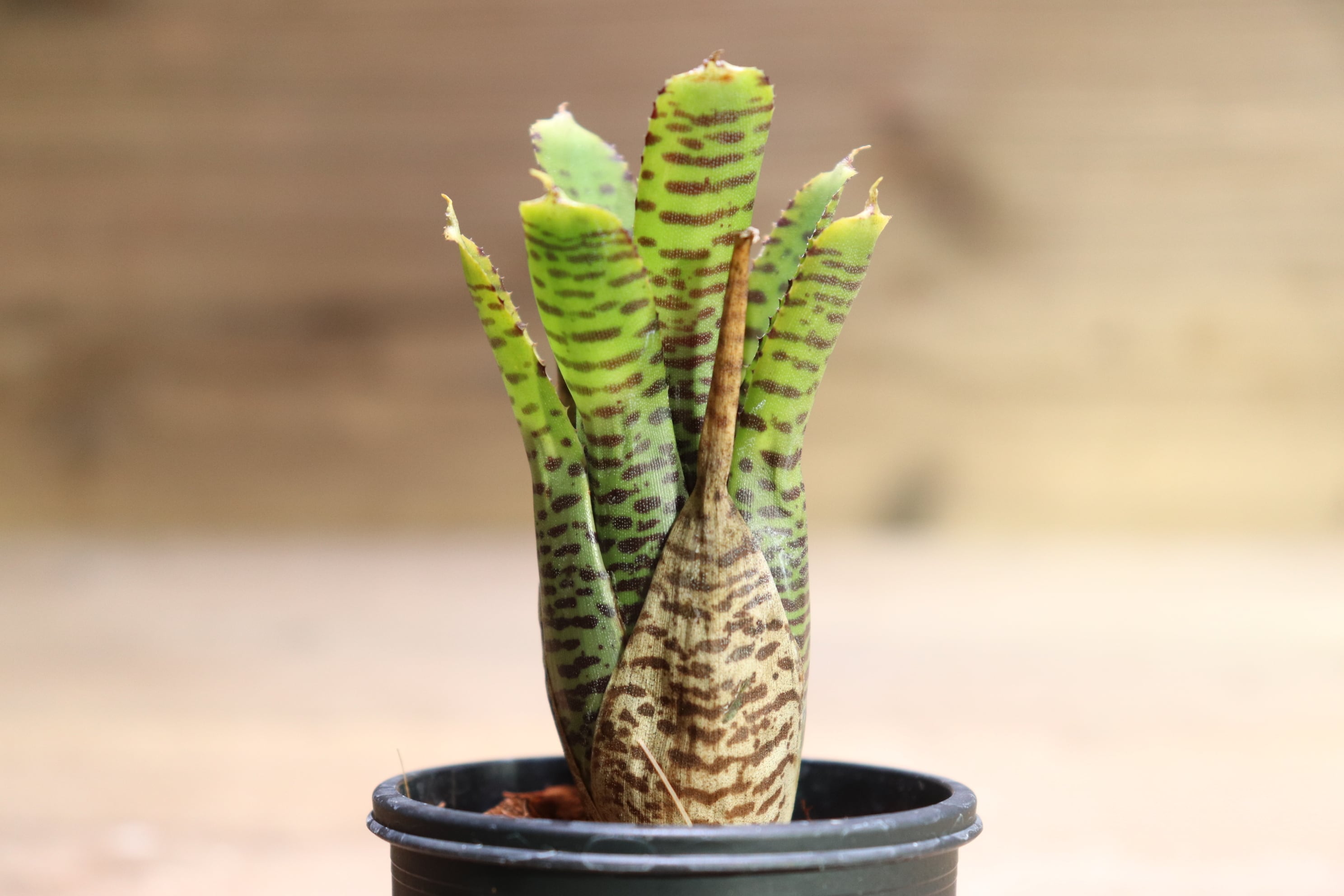 送料無料】Neoregelia punctatissima yellow form〔ネオレゲリア〕現品