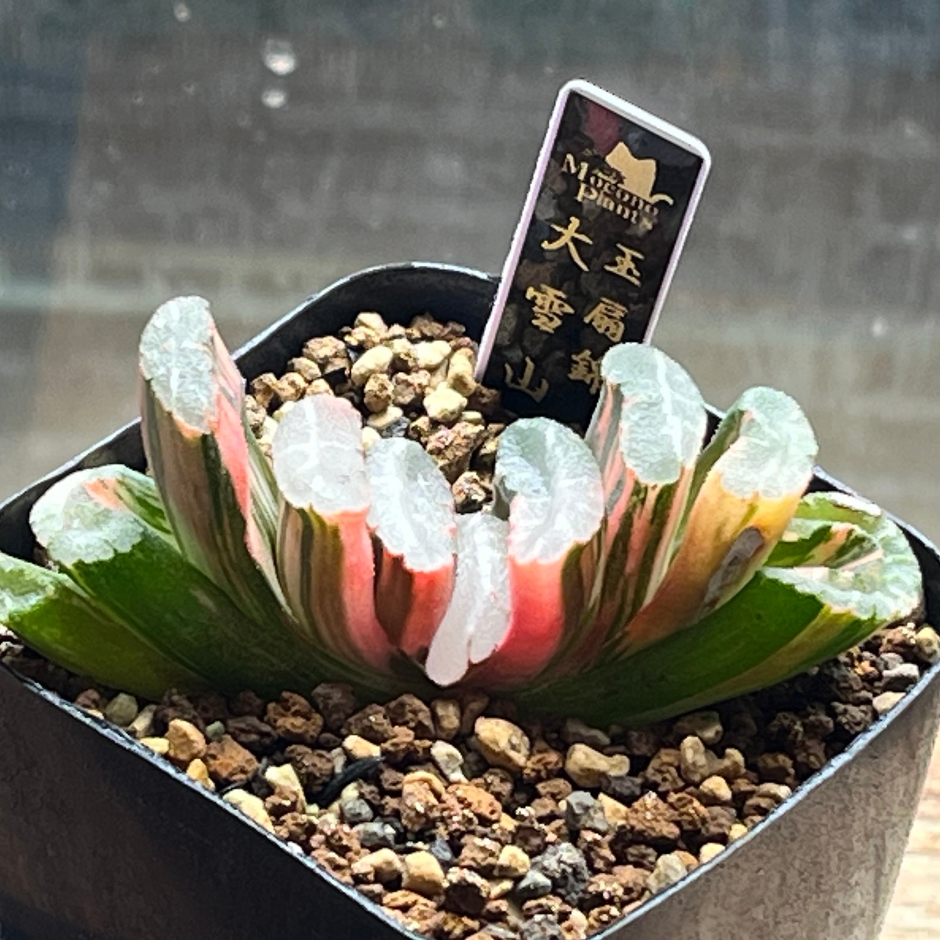 ハオルチア 万象錦 白妙 | mocono_plants
