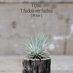 【送料無料】fuchsii var. fuchsii M〔エアプランツ〕現品発送T1700