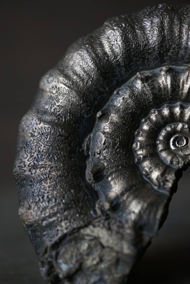 イギリス産黄鉄鉱化アンモナイト  Pyritized Ammonite 1898
