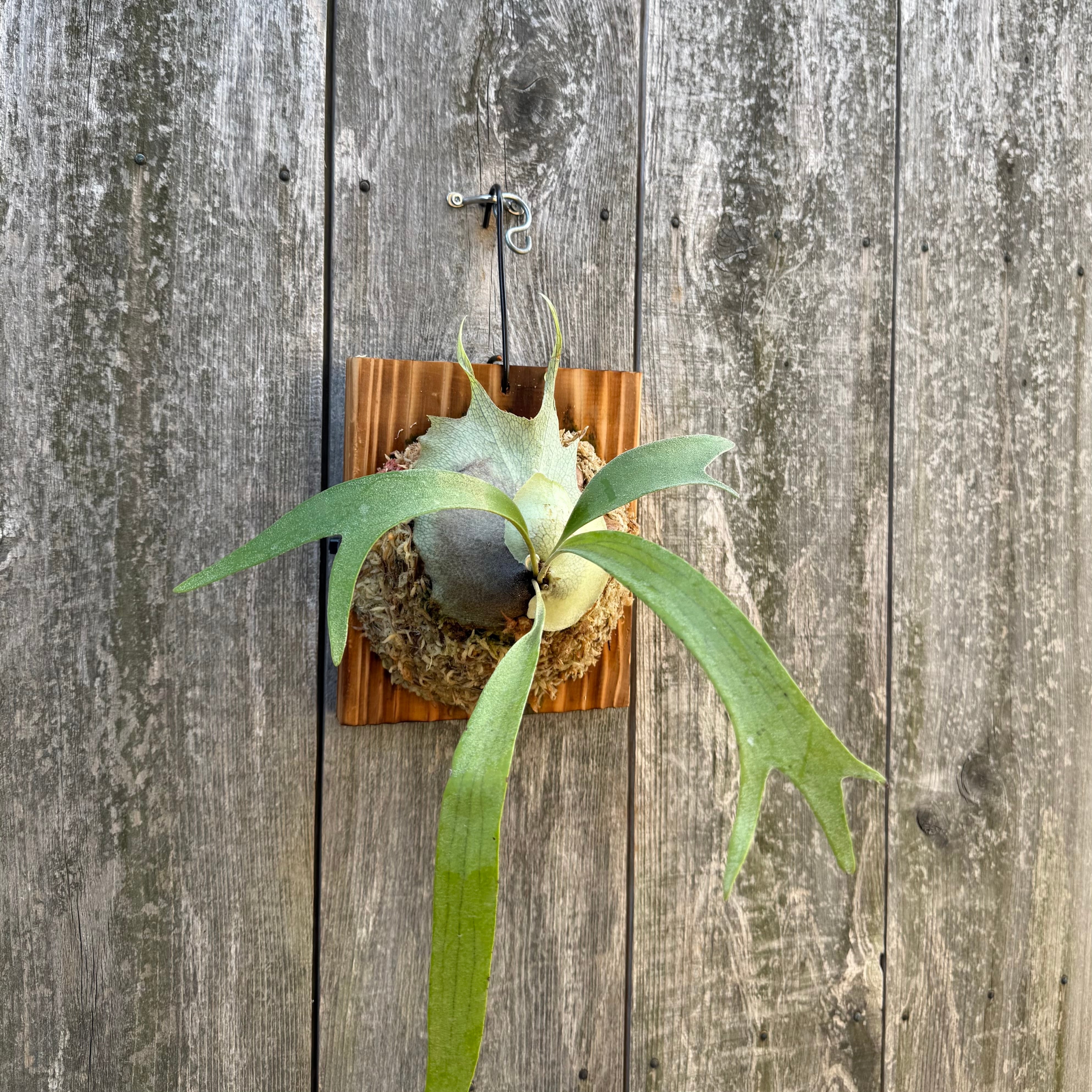 P. willinckii cv. Kabkaew (pup) | naturefix