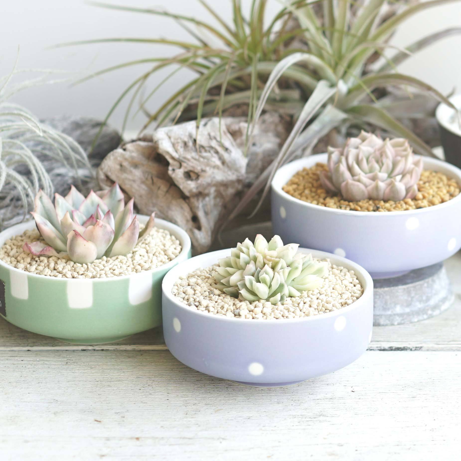 スリット鉢】Sポット丸型60白300個2号6cm 他 プレステラ多肉プラ鉢11