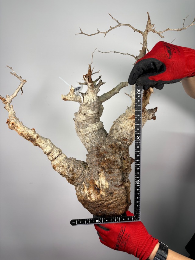 F169 現地発根株 オペルクリカリア パキプス 6/15 入荷 Operculicarya pachypus 塊根植物 現地球