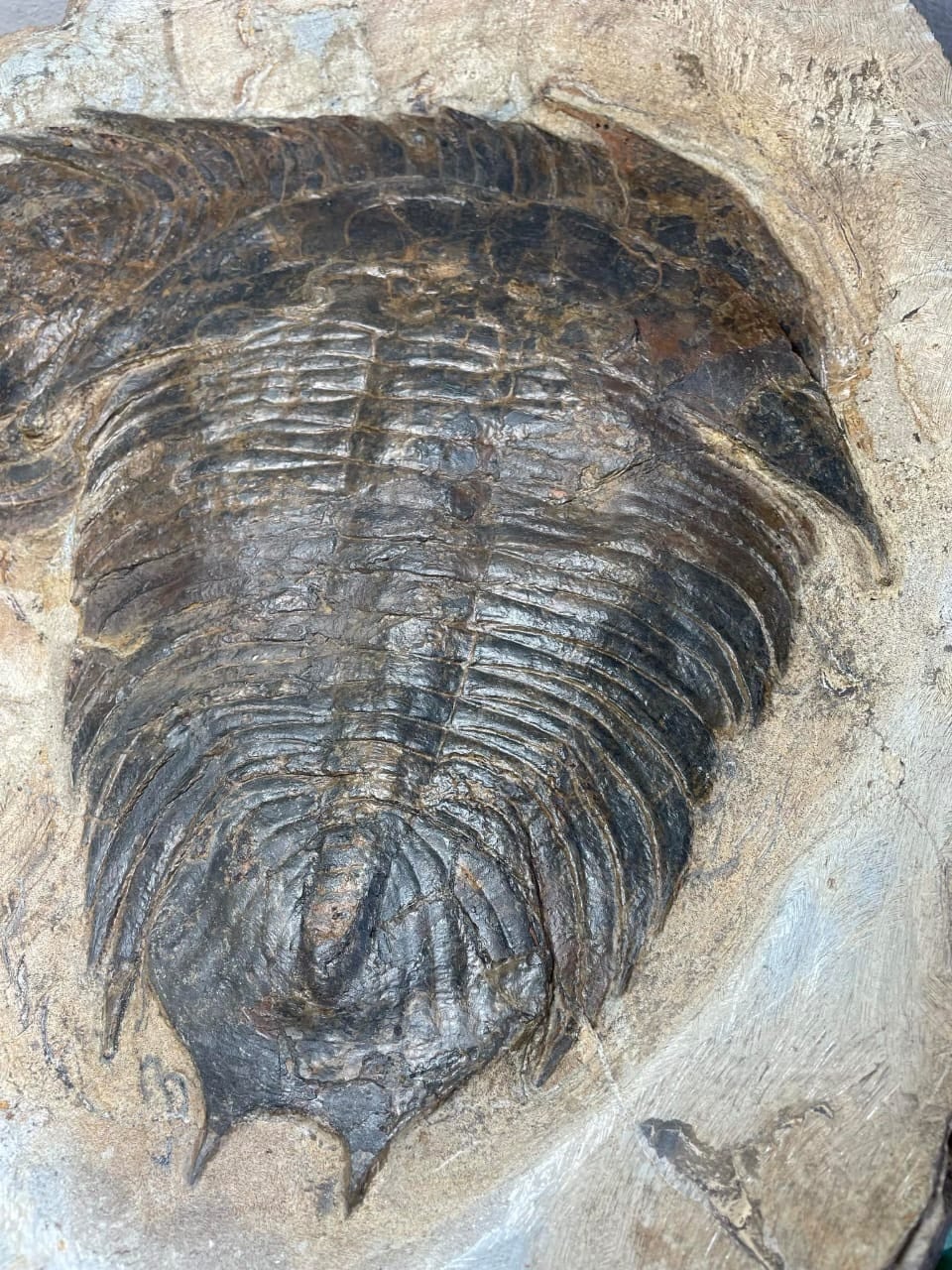 希少種！大型！三葉虫【Dikelokephalina brenchleyi】【9.78 kg