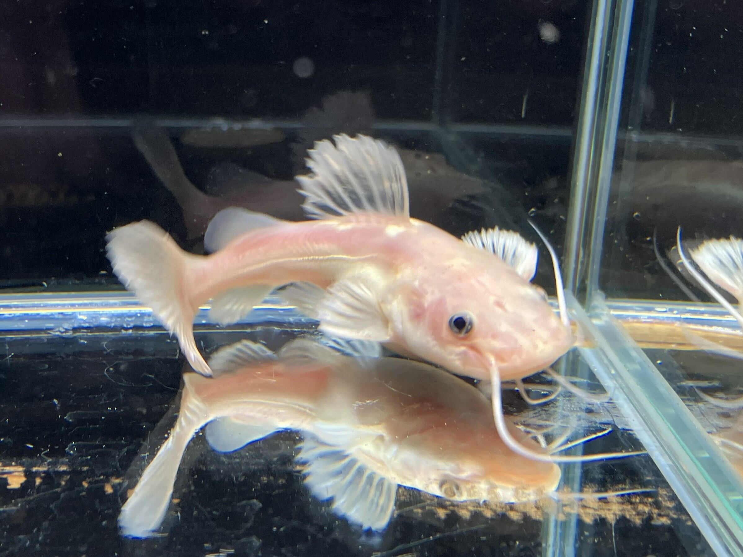 キクラ・ピクティ 16㎝前後 1匹セット | アクアショップ K.K