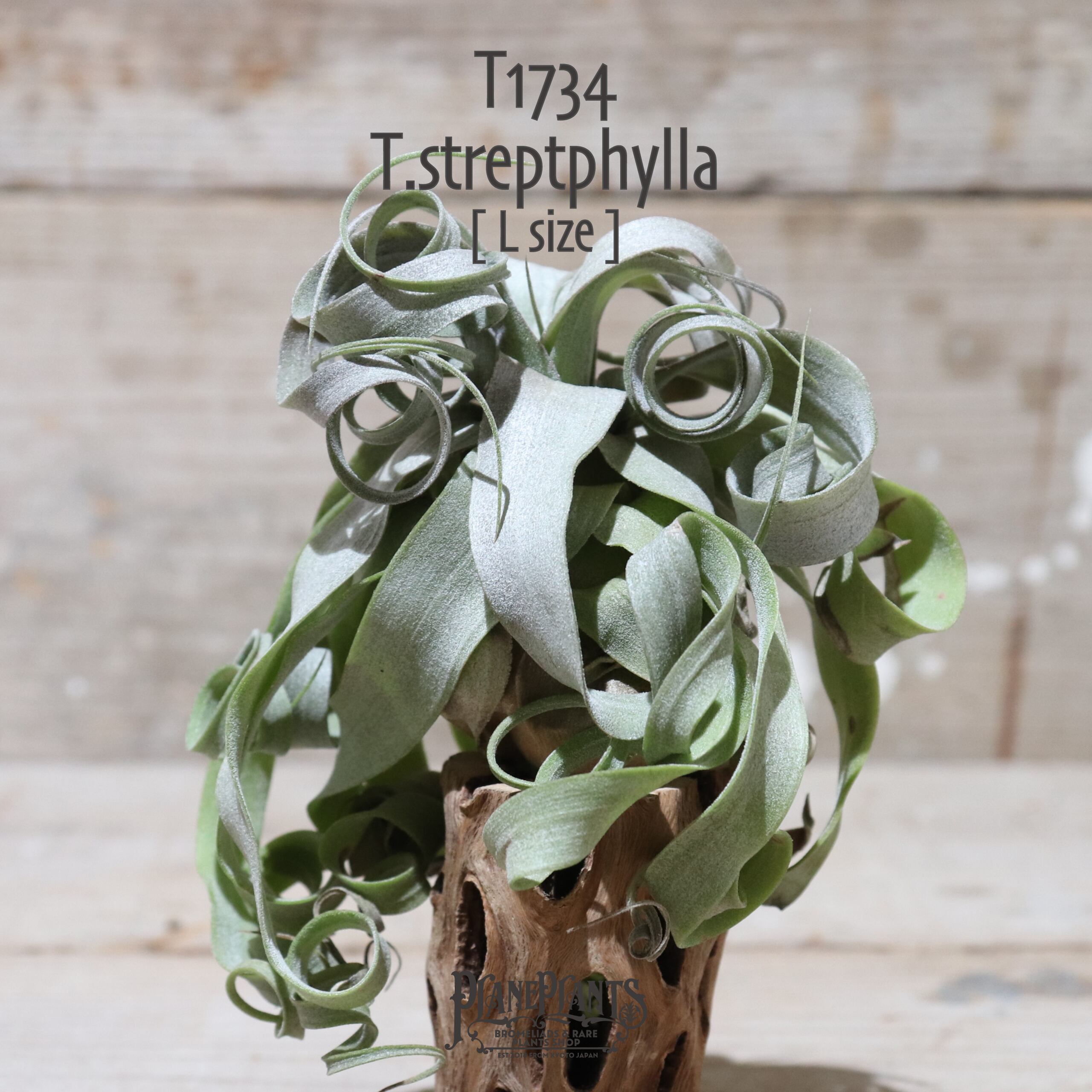 【送料無料】ストレプトフィラ L〔エアプランツ〕現品発送T1734