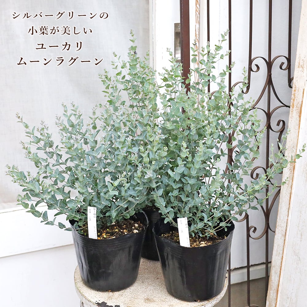 常緑苗木 ユーカリ 銀世界 ベイビーブルー 6号 高さ90cm 庭木 シルバー