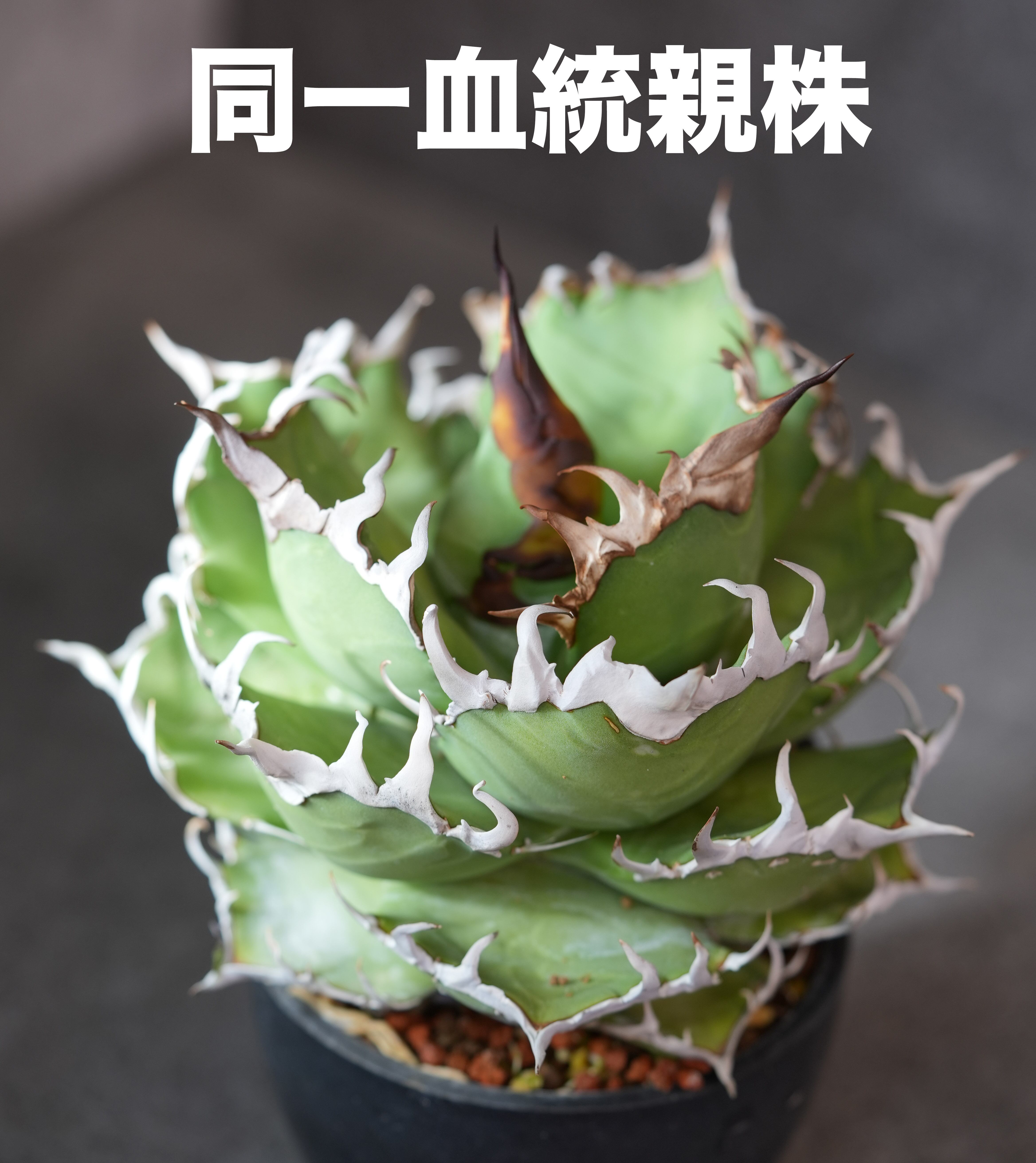 提げ物:色絵磁器牡丹花に詩文図緒締め玉 桃提げ物:色絵磁器 提げ物:色絵磁器牡丹花に詩文図緒締め玉 桃提げ物:色絵磁器