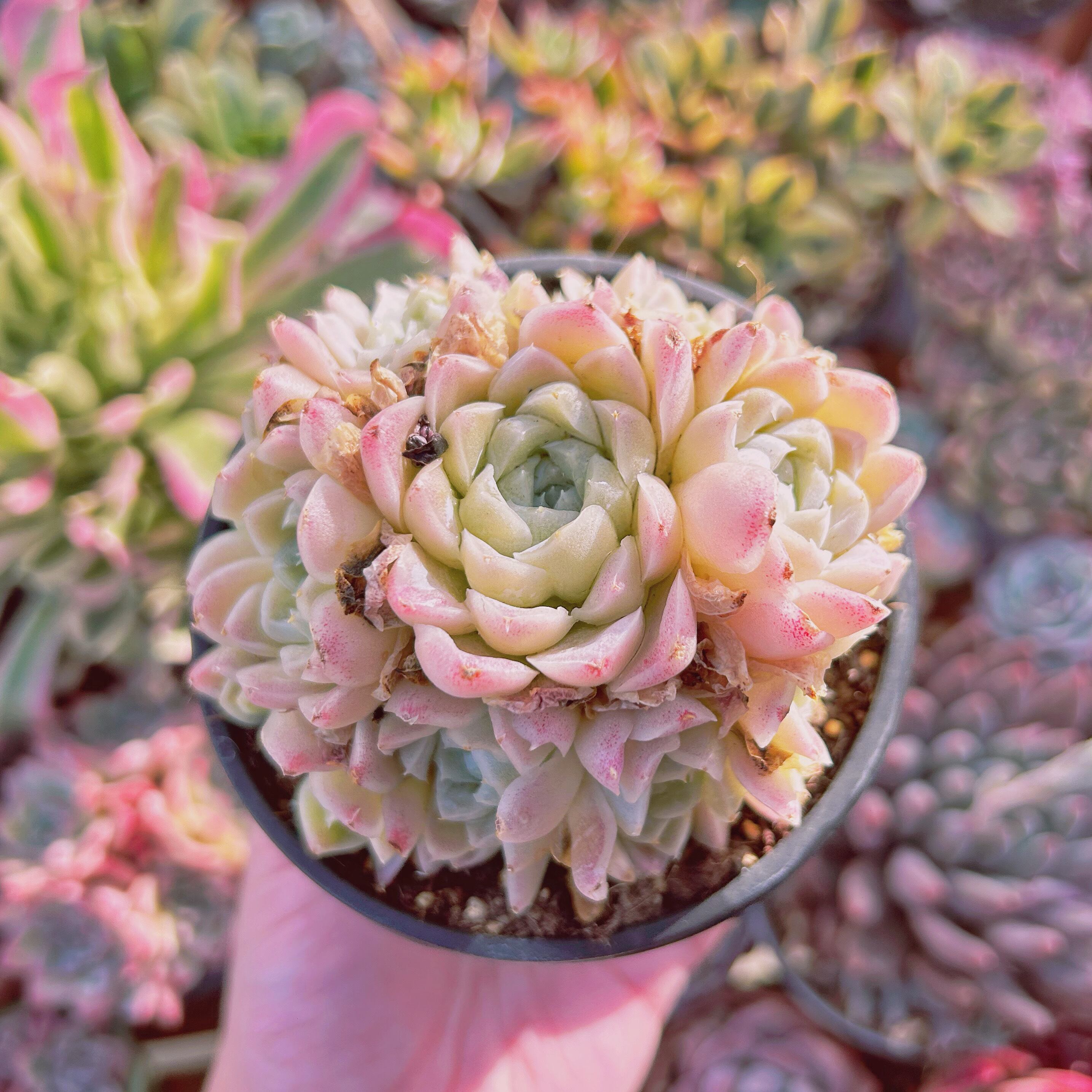 多肉植物　Echeveria  ヒューミリス　特大