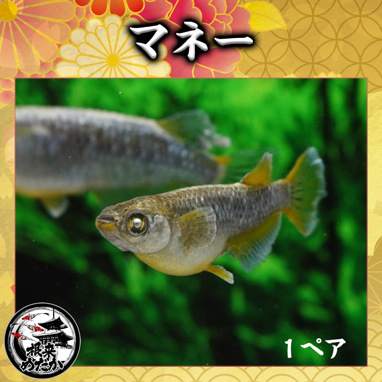 【1ペア】マネー 　夢中めだか様直系　（数量限定）