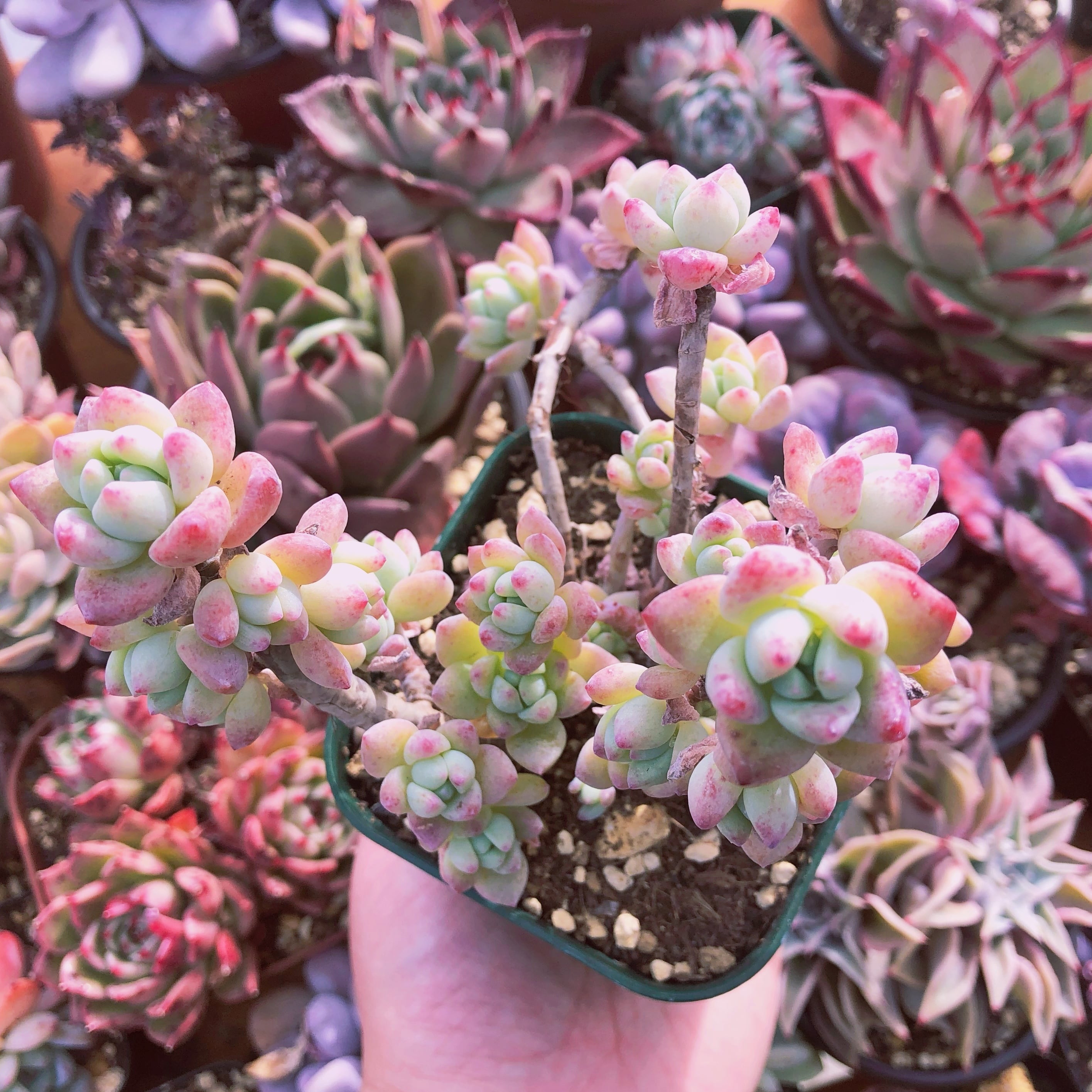 多肉植物　ラウルxプロフィーカ　群生　抜き苗