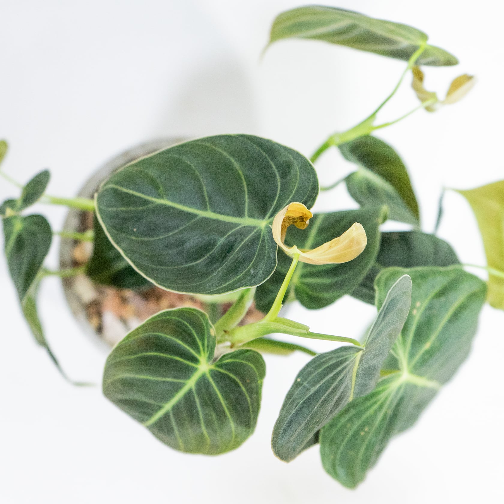 フィロデンドロン・ビロードカズラ 深い緑のベルベット葉が空間を彩るモルタル鉢仕立て