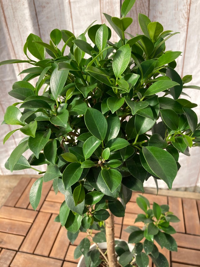 観葉植物　ナナ　STD　5号鉢 ①