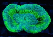 Trachyphyllia geoffroyi Premium 3