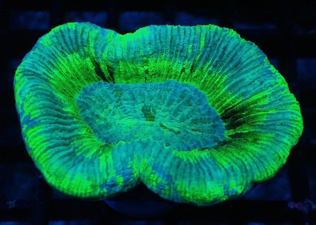 Trachyphyllia geoffroyi Premium 3