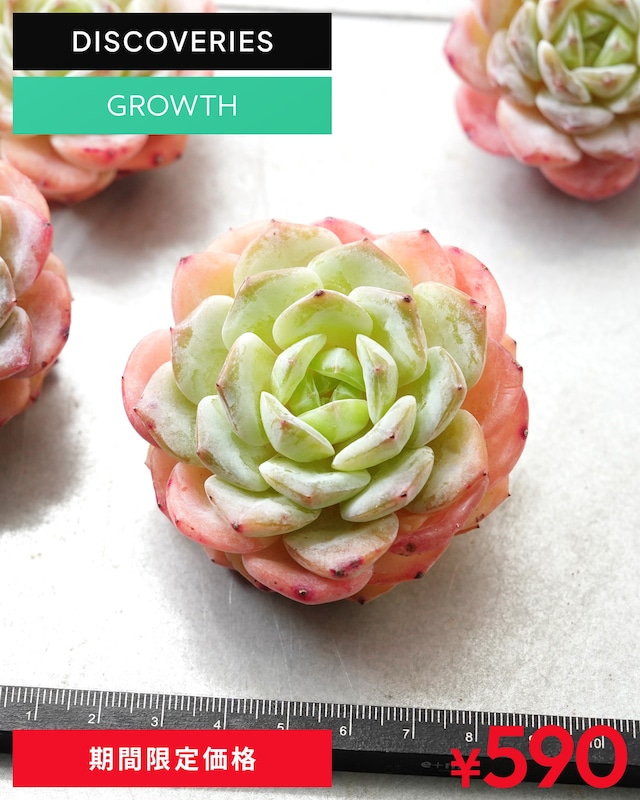 一部発根済カット苗 仰山雪 M Echeveria 'Yangshan Snow'