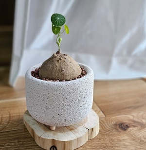 〚 ステファニア　エレクタ 〛Stephania Erecta 直径 6.9cm 塊根植物 コーデクス