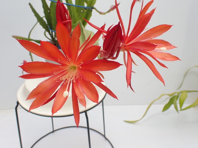Epiphyllum hybrid '暁朱雀'　１０．５ｃｍＰＯＴ　３．５号鉢