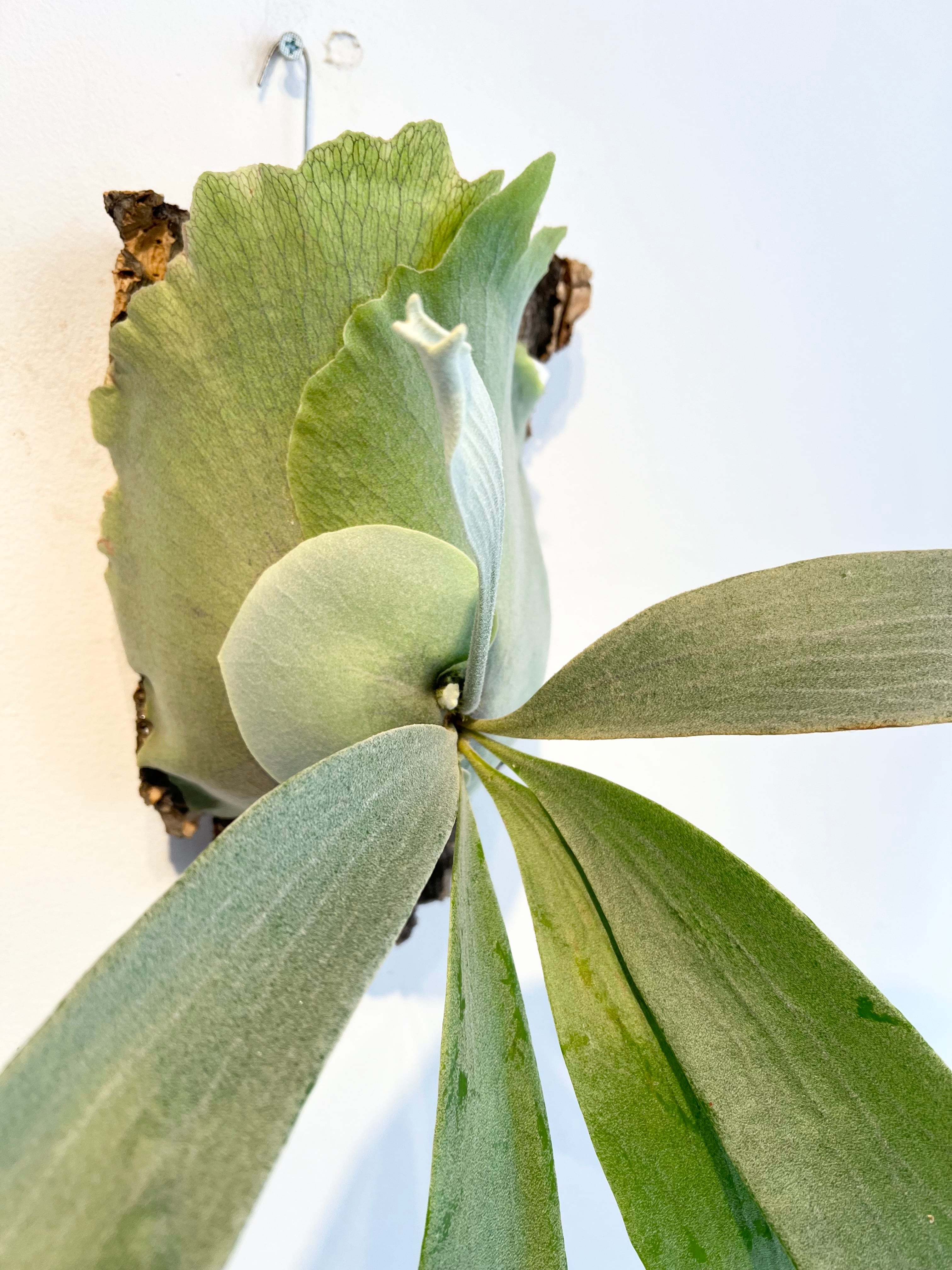 P. mix spore grown ビカクシダ ミックス スポアリング | vandaka plants